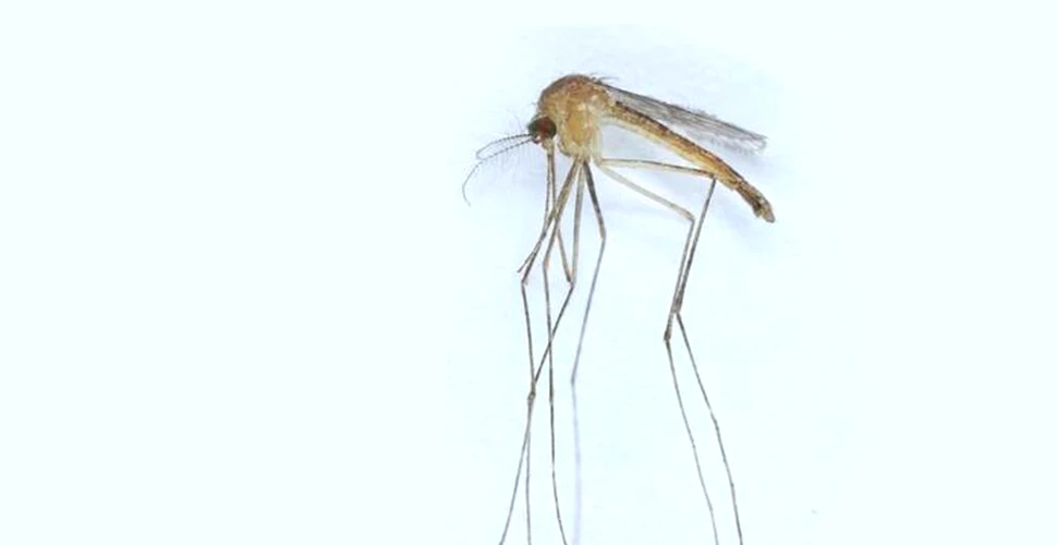 A fost descoperită o nouă specie de țânțar în Finlanda