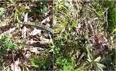 O viperă cu corn, surprinsă într-o pădure de angajații Romsilva. Este un șarpe foarte periculos