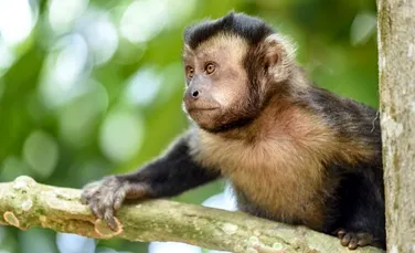 Un anumit tip de maimuţe confecţionează ciocane din piatră precum primii oameni – VIDEO