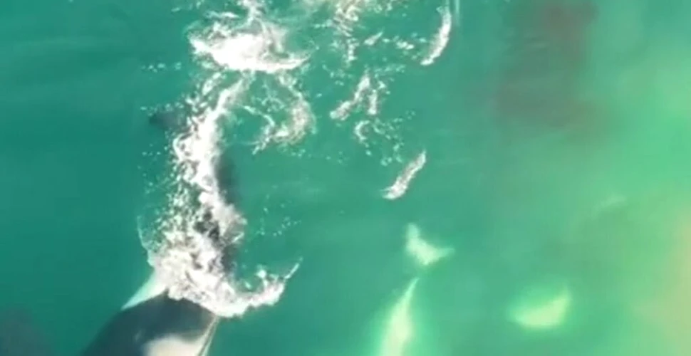 Imagini în premieră mondială arată marele rechin alb devorat de orci