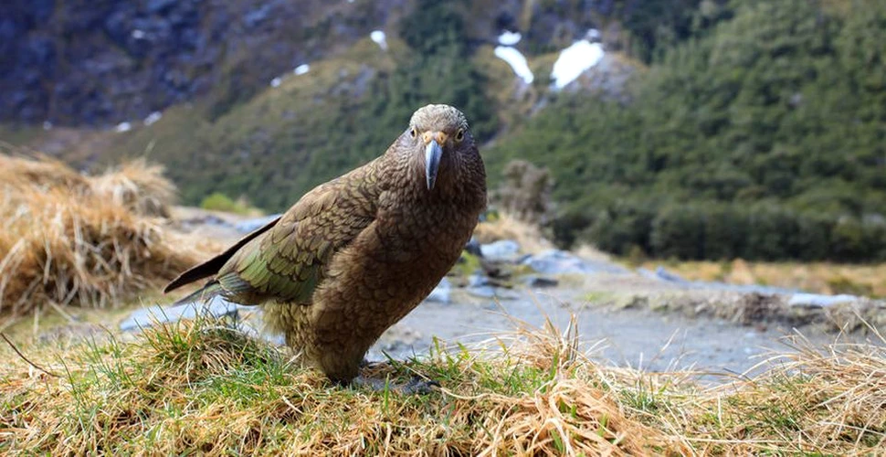Singurul papagal alpin din lume, Kea, este pe cale de dispariţie
