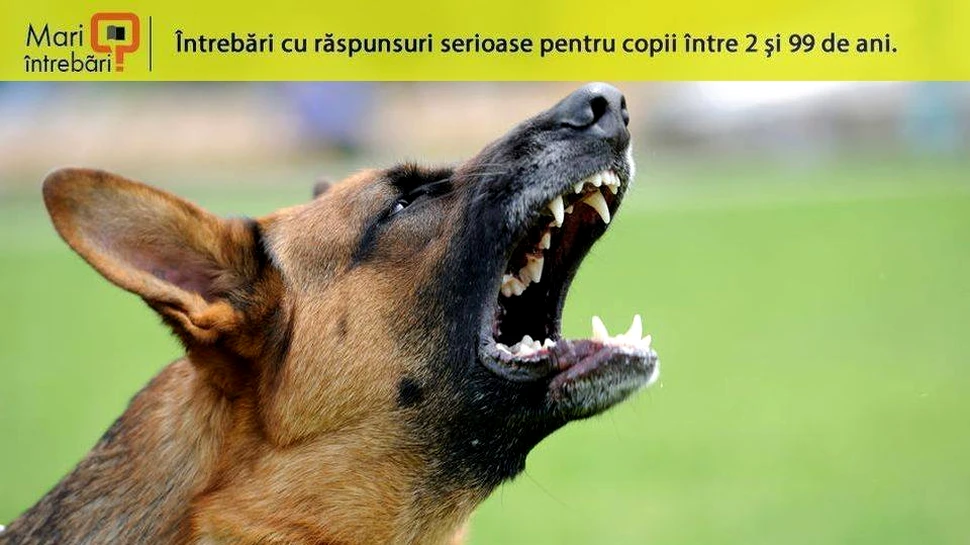 Ce să faci dacă eşti atacat de un câine?