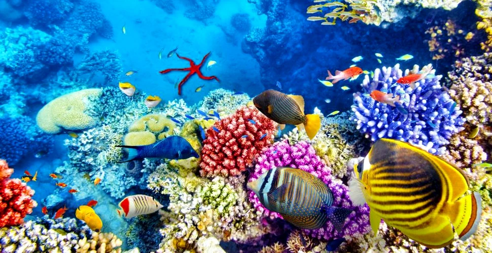 Veşti bune cu privire la Marea Barieră de Corali: reciful se poate regenera
