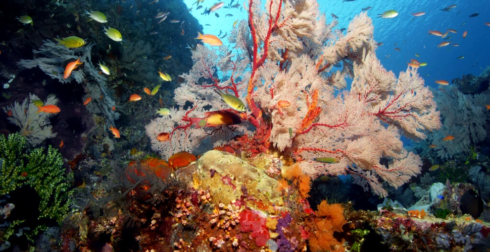 Marea Barieră de Corali din Australia ar trebui inclusă pe lista patrimoniilor „în pericol”