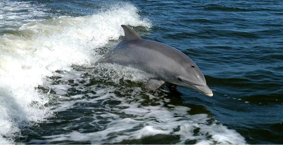Delfini dresați în Crimeea, aduși de ruși la o bază navală de la Marea Neagră