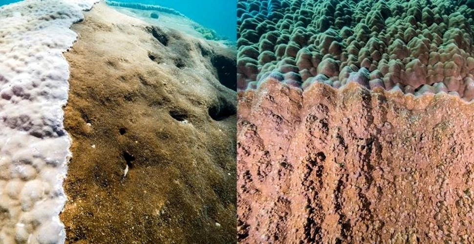 Un coral uriaș, vechi de peste 400 de ani, descoperit în Marea Barieră de Corali