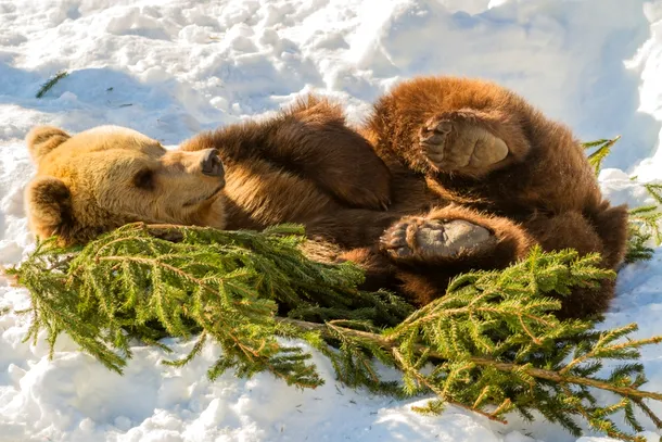 Iarna, urşii nu hibernează, ci au somnul lor de iarnă caracteristic.