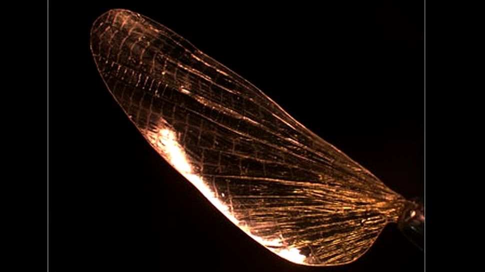 Plasticul va muri: Trăiască Shrilk-ul!