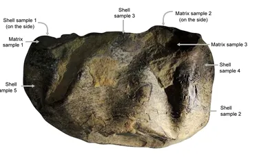 Misterul fosilei „The Thing” a fost în sfârșit deslușit după aproape un deceniu de speculații
