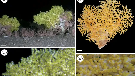 Un coral verde strălucitor este primul caz raportat de bioluminescență într-o peșteră din adâncurile mării