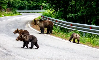 Turiștii de pe Transfăgărășan, avertizați cu panouri că hrănirea urșilor este interzisă