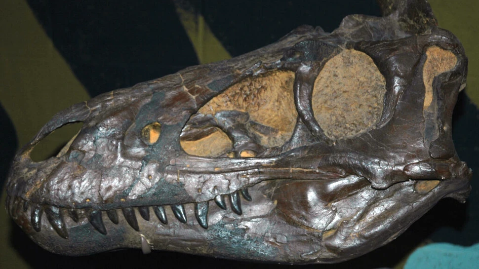 Putea T. rex să înoate?