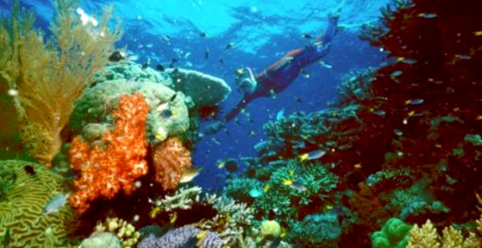 Coralii sunt pe cale de disparitie
