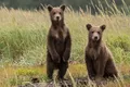 Bearflix, primul serviciu de video streaming de filme cu și despre urșii orfani, lansat în România