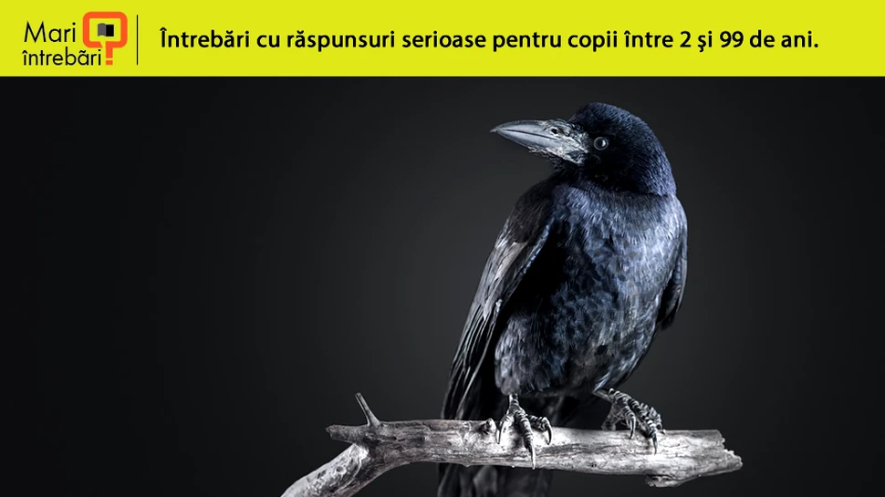 De ce sunt ciorile atât de inteligente?