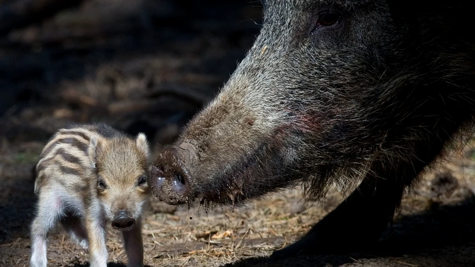 Mexicanii vor ucide 50.000 de porci mistreţi americani