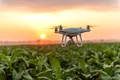 Fermierii din India stropesc culturile agricole cu dronele