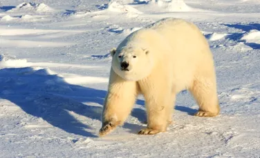 Ce trebuie să facă urşii polari pentru a supravieţui schimbărilor climatice?