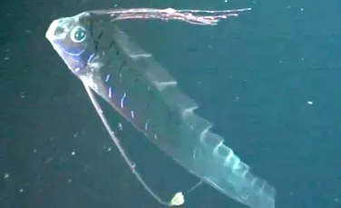 Să fie acesta legendarul „şarpe de mare”? Un animal marin ciudat a fost filmat la o adâncime de peste 100 metri (VIDEO)