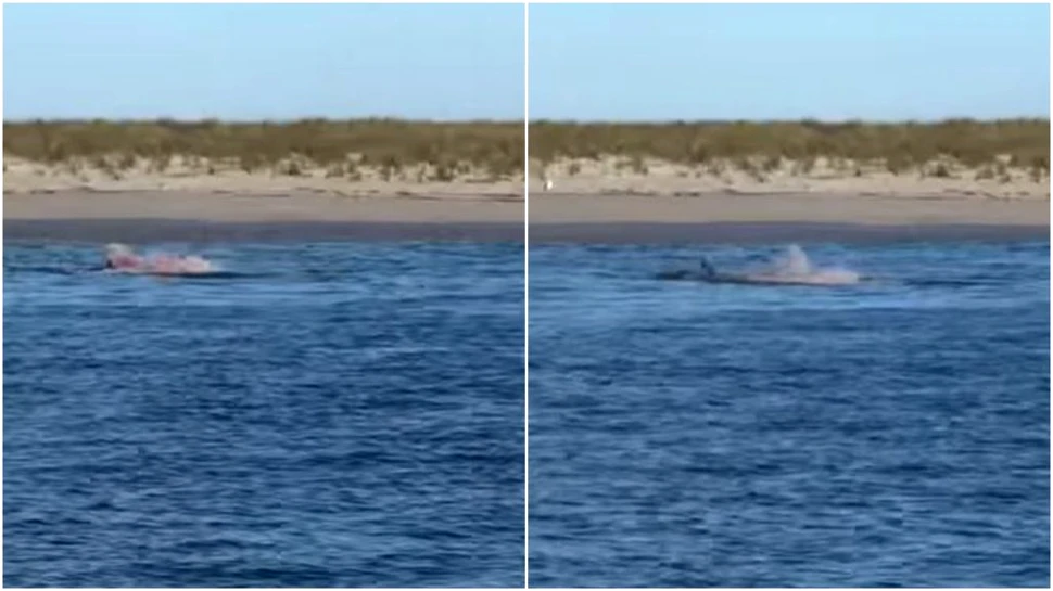 Imagini surprind momentul în care un mare rechin alb atacă fără milă o focă în apele din Cape Cod