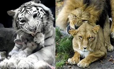 Un tigru alb a fost ucis de doi lei intr-o gradina zoologica din Cehia
