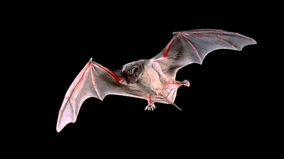 Liliecii apreciază relaţiile îndelungate