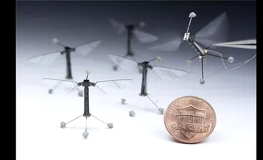 Uluitor: cel mai mic robot zburător realizat vreodată are dimensiunile unei muşte (VIDEO)