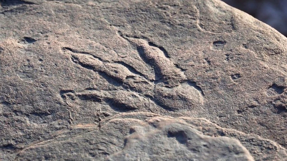 Urmă de dinozaur veche de 220 de milioane de ani, descoperită de o fetiță de 4 ani pe o plajă