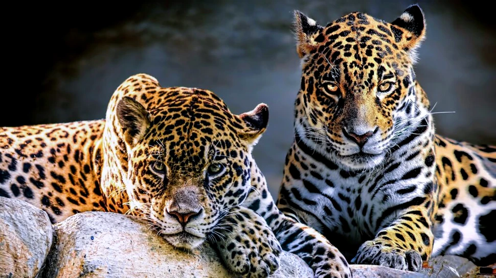 Masculii jaguar formează alianțe pentru a-și spori șansele de împerechere, arată noi cercetări