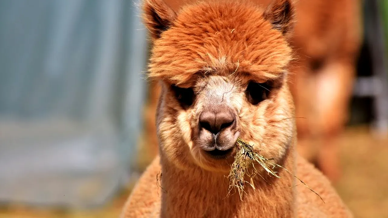 1-lama-pixabay-descopera 
