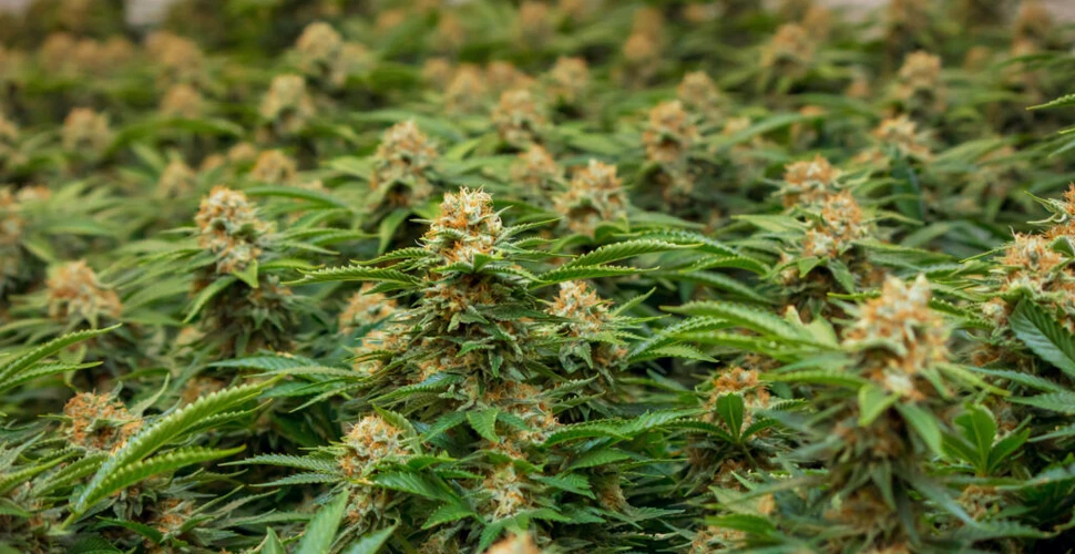 Cultură de cannabis, cu o capacitate de mii de plante, descoperită în Vrancea