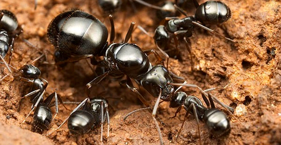 Complot si tradare in familiile regale ale furnicilor