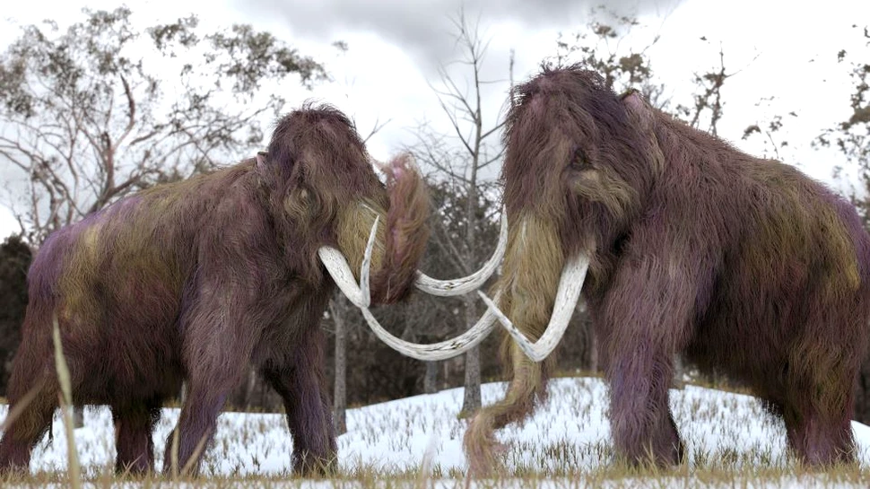 Un nou studiu arată că neanderthalienii şi mamuţii sunt mai înrudiţi decât se considera anterior