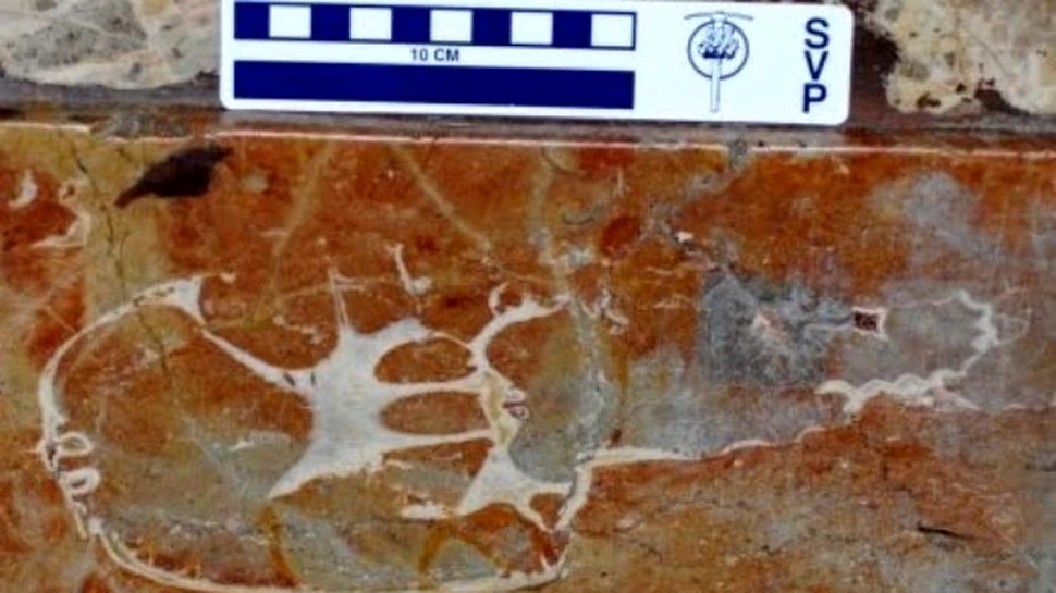 Dinozaur fosilizat descoperit in peretele unei biserici medievale