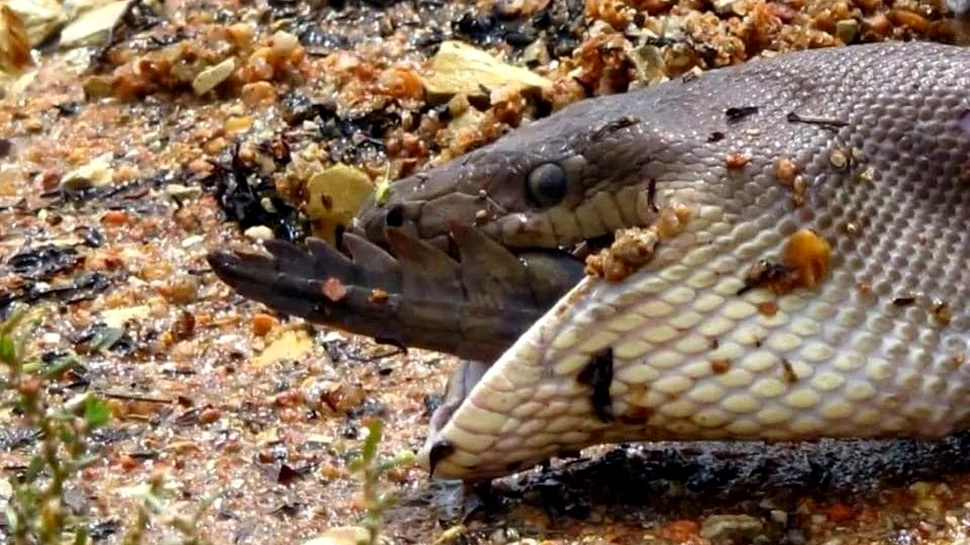 Mănâncă sau vei fi mâncat. Un crocodil a fost înghiţit complet de un piton, iar un fotograf a surprins momentul