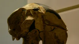 Un craniu vechi de 300.000 de ani nu se potrivește cu nicio specie umană