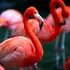 Păsările flamingo au devenit o problemă pentru orezul din Italia