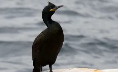 Premieră în România: Cormoranul moţat a cuibărit pe litoral