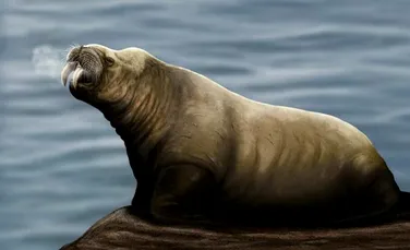 O specie dispărută de mamifere a fost descoperită în Atlanticul de Nord