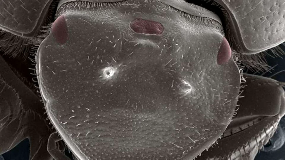 Creatura cu trei ochi realizată de cercetători reprezintă un pas uriaş în biologie