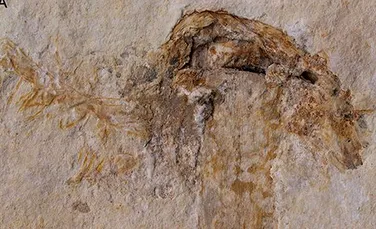 Cea mai veche ciupercă din lume a fost descoperită într-o fosilă veche de 115 milioane de ani. Este considerată ,,o minune ştiinţifică”