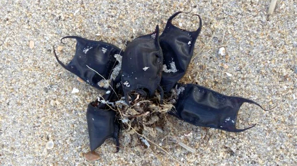 Mai multe ”săculeţe” bizare care au ajuns pe plajele din Carolina de Nord nu sunt deşeuri din plastic sau din alt material creat de om