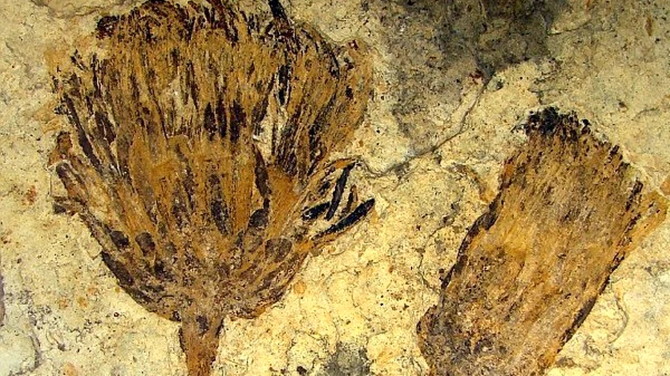 Floarea soarelui veche de 50 milioane ani seamana perfect cu picturile lui Van Gogh