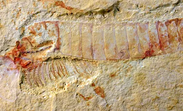 Descoperire fascinantă într-o fosilă de 520 milioane de ani.”Este cel mai vechi din lume” FOTO
