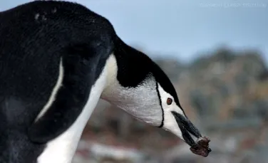 Pinguinii din Antarctica mor de foame, ca urmare a topirii gheţarilor