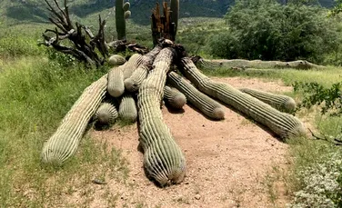 Cactus uriaș de 200 de ani, doborât de ploile abundente din SUA