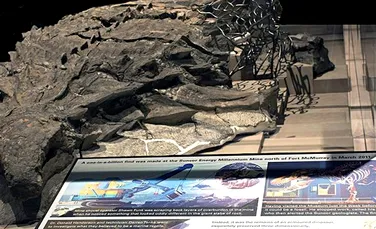 Cel mai bine conservat stomac de dinozaur găsit până acum. Cum arată ultima masă a unui uriaș erbivor
