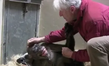 VIDEO. Moment emoţionant în care Mama, un cimpanzeu pe moarte, şi-a îmbrăţişat un vechi prieten. ”Rar am văzut un caracter atât de admirabil, atât la oameni cât şi la primate”