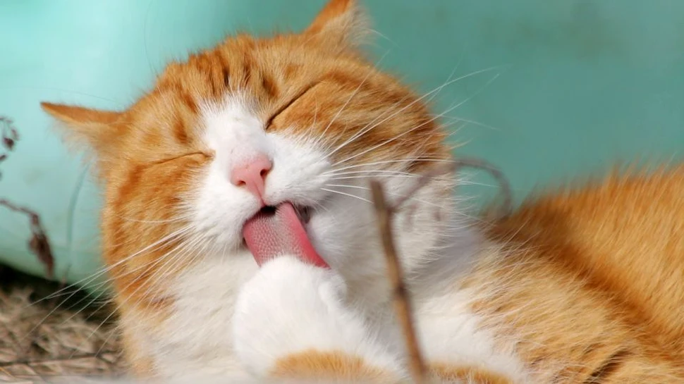 Practici ciudate de curăţare din lumea animalelor