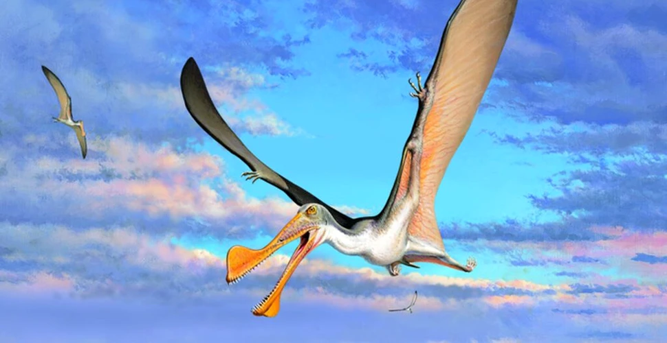 Cele mai vechi fosile de pterozaur descoperite în Australia datează de acum 107 milioane de ani